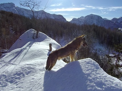 Il ritorno del lupo nelle Alpi